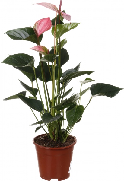 Растение комнатное Антуриум andreanum микс 14/50