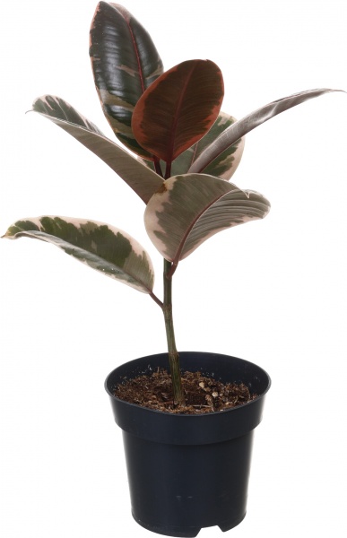 Рослина кімнатна Фікус elastica д14 в40