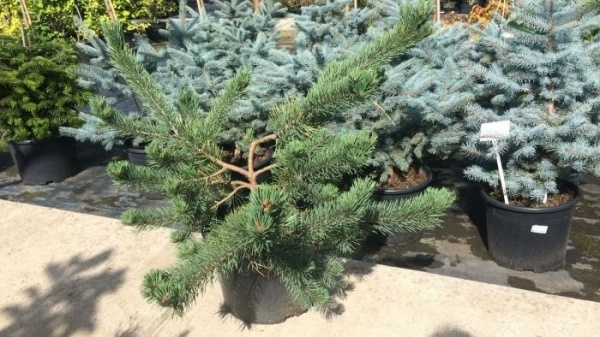 Растение обычная / Pinus sylvestris Albyns, С10 Ра