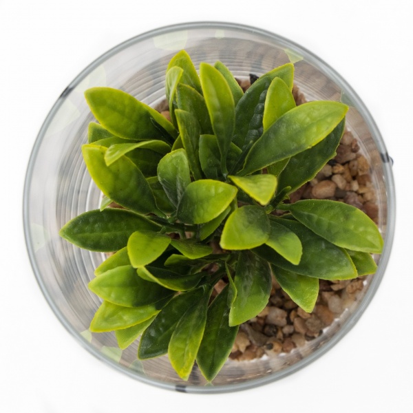 Флорариум Суккулент в стеклянной вазе 190720 10x12 см