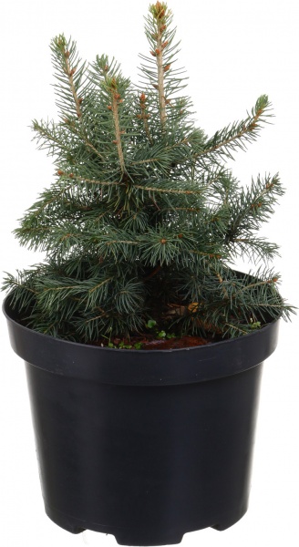 Растение ель колючая Super Blue Seedling'С3