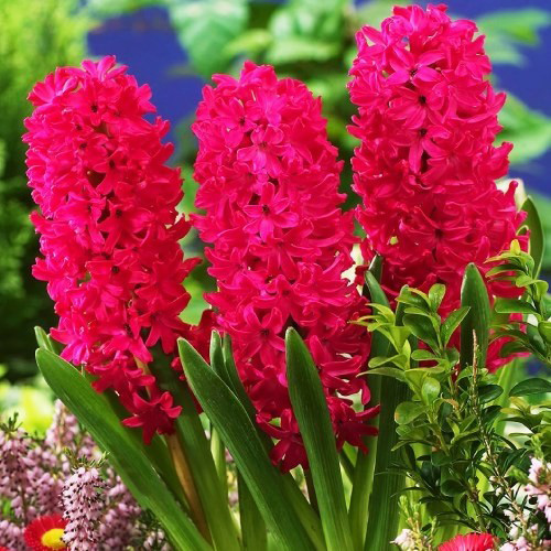 Цибулина Яскрава Jan Bos 2 шт. 