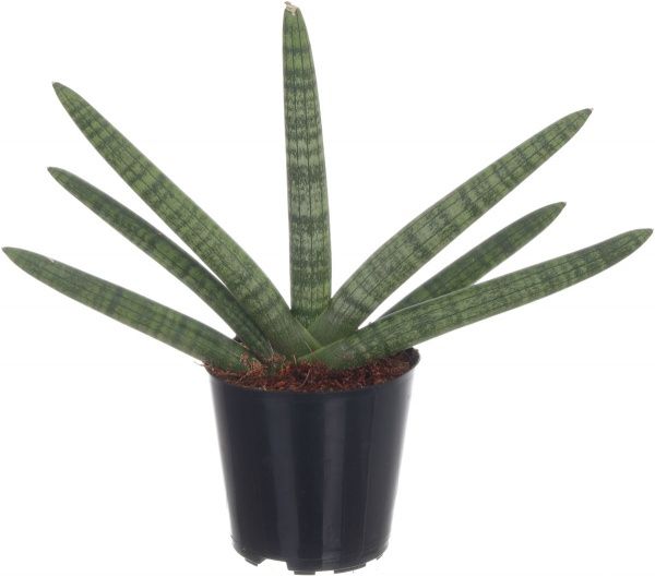 Растение Сансивьерия Сylindrica микс 12х45 см