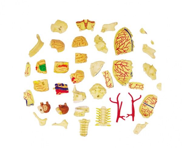 Объемная анатомическая модель 4D Master Черепно-мозговая коробка человека FM-626005