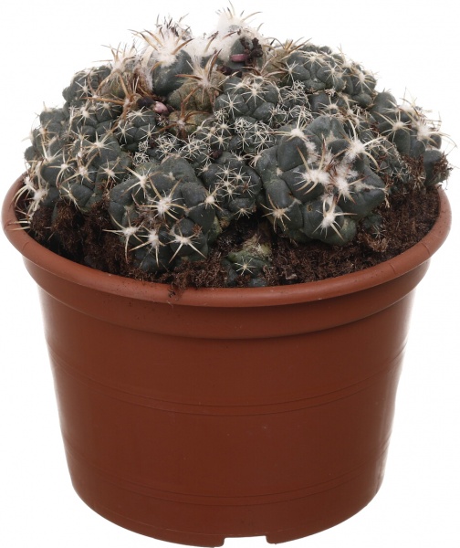 Рослина кімнатна Кактус мікс 17х60 см