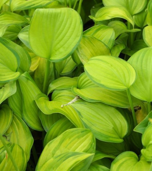 Саджанець хоста Guacamole (С3)