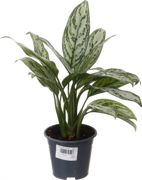 Рослина кімнатна Аглаонема крете d12/h25