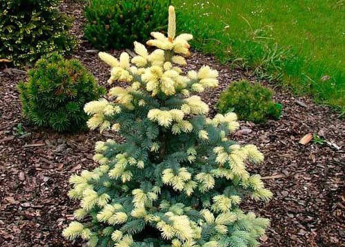 Ялинка колюча / Picea pungens Bialobok C30
