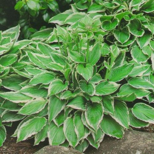 Корневище Яскрава Хоста Undulata Albomarginata 1 шт. 