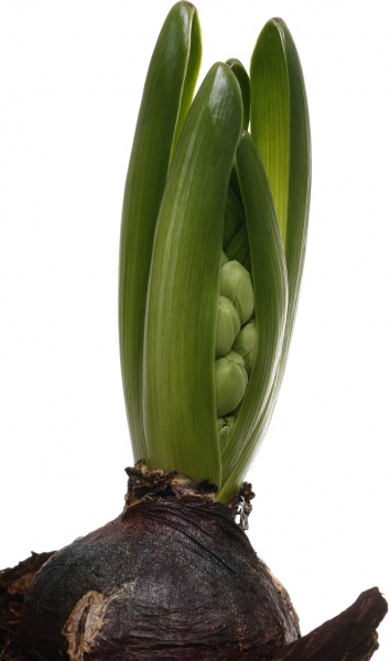 Растение комнатное Гиацинт 3рр d12/h30