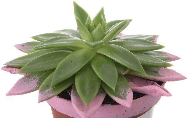 Рослина Ехеверія 10,5х15 см