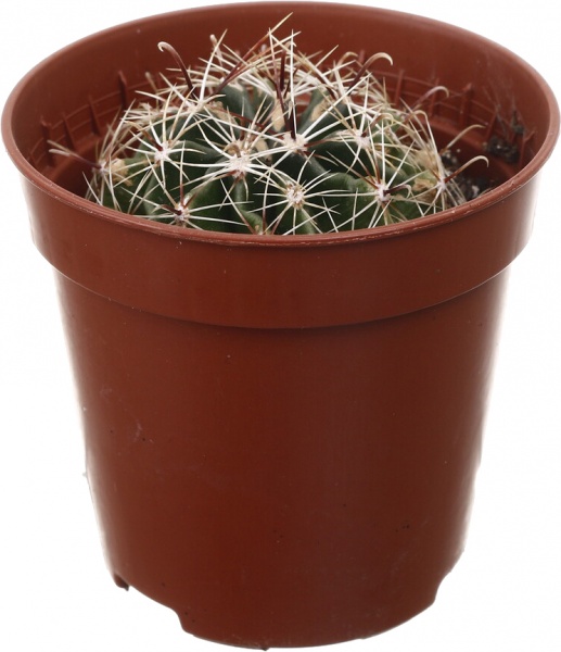 Рослина кімнатна Кактус мікс 5х10 см