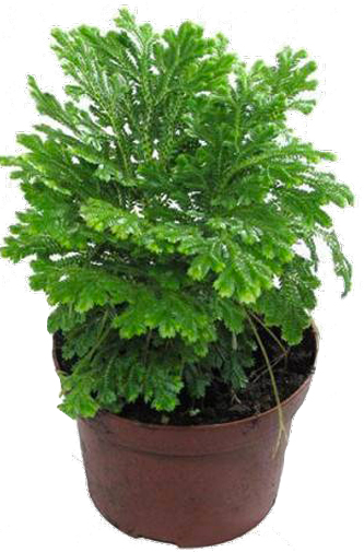 Растение комнатное Селагинелла Jori d15/h30