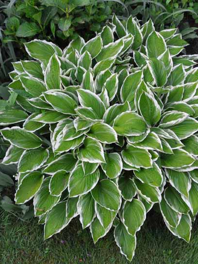 Корневище хосты Албомаргината XL 1 шт. 