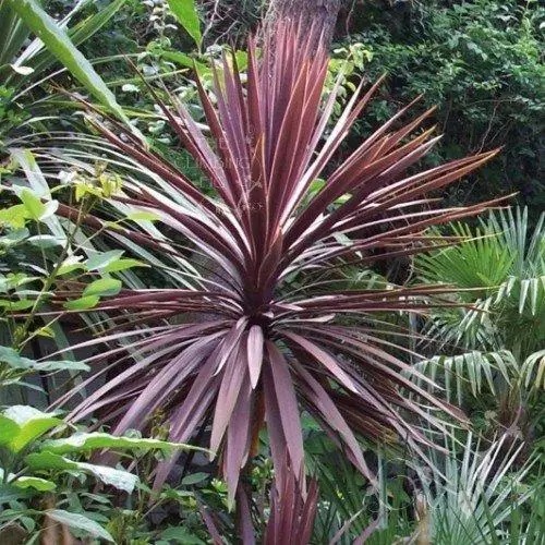 Растение Кордилина южная Пурпуреа/CORDYLINE australis Purpurea С3/Н 40-60