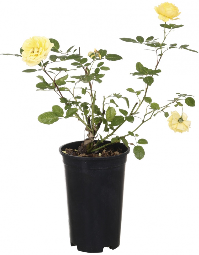 Саженец розы (3л)