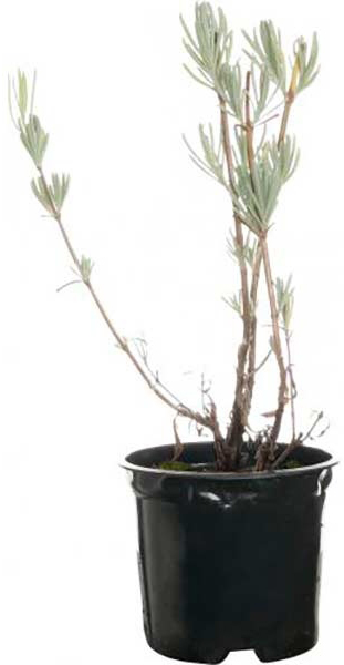 Саженец Лаванда 1 шт