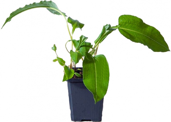 Растение Горец змеиный Superba С5