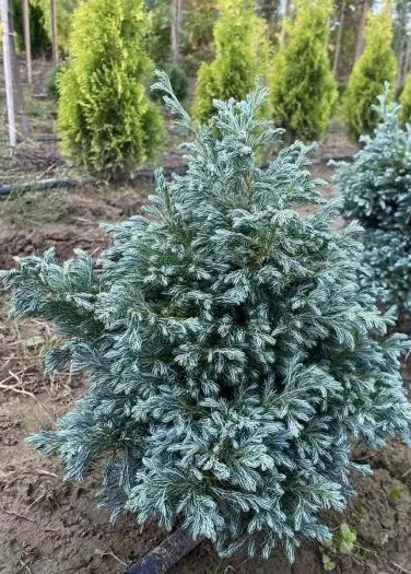 Рослина Кипарисовик горохоплідний Булевард / Chamaecyparis pisifera Boulevard С7.5 /Н 40-50