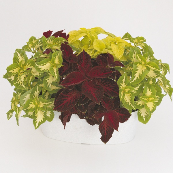 Семена Професійне насіння колеус Визард смесь 20 шт. (4823058201313)