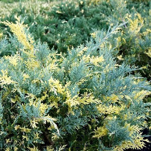 Растение Можжевельник средний Блу Голд С3 D20-25