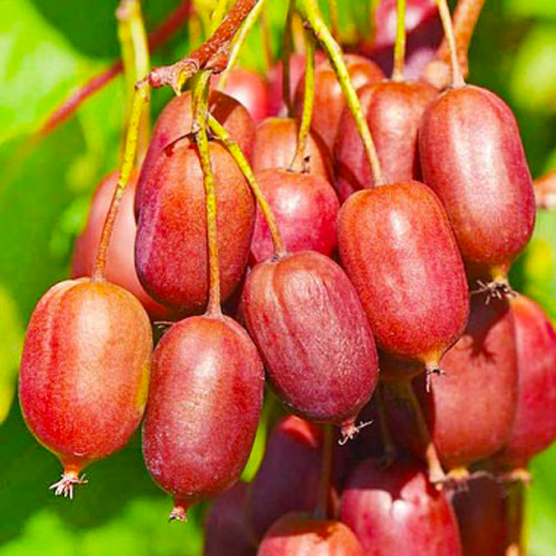 Растение Актинидия остролистная Scarlet September Kiwi (K21-S21 70+ C5)