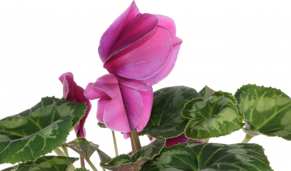 Растение цикламен d12