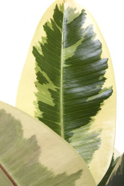 Рослина кімнатна Фікус Еластіка мікс 17х60