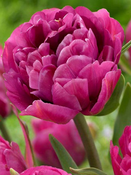 Цибулина TUBERBULB Export B.V. тюльпана повного пізнього Бекпекер 3 шт. 