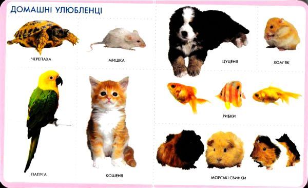 Книга «Книга. Тварини. Моя перша книжка»