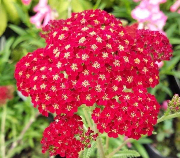 Растение Тысячелистник 'Red velvet'