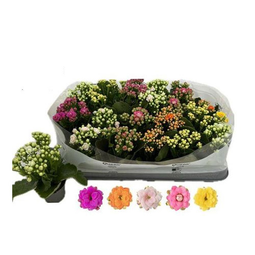 Рослина Каланхоє каландіва 06х12 мікс (Queen)