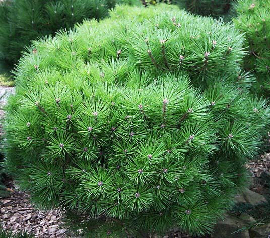 Рослина Сосна чорна / Pinus nigra Bambino, C15