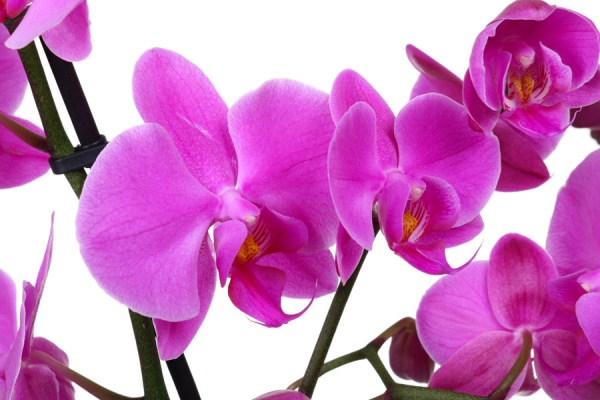 Растение комнатное Фаленопсис 1-2 цветущие ветви ø12 h70