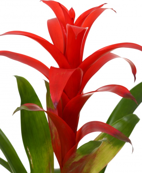 Растение декоративное Гузмания микс 12/40