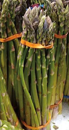 Саженец корневище спаржи 5 шт.