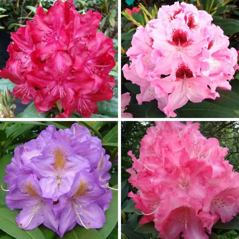 Растение Рододендрон 23х40 микс