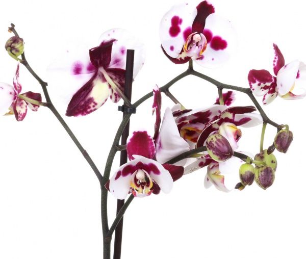 Растение комнатное Фаленопсис пятнистый 12x70 см 1 ветка