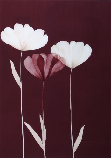 Картина на стекле Бордо 50x70 см Styler GL-01824 