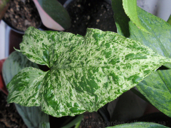 Рослина кімнатна Сингоніум 12x25 варієгатний Плямистий