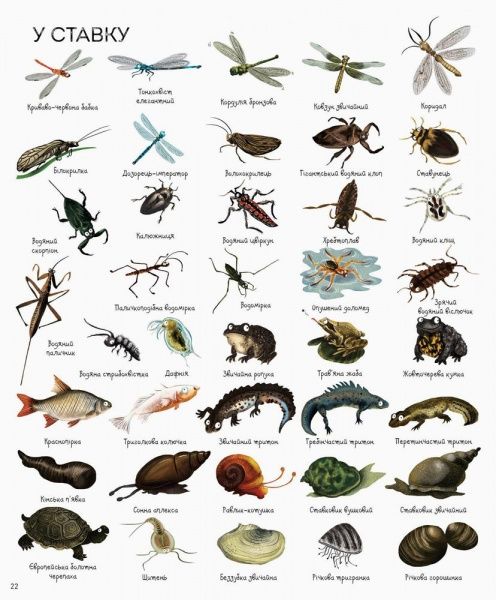 Книга Джессика Гринвел «1000 названий животных» 9786177579174