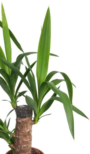Растение Юкка 11x45 см