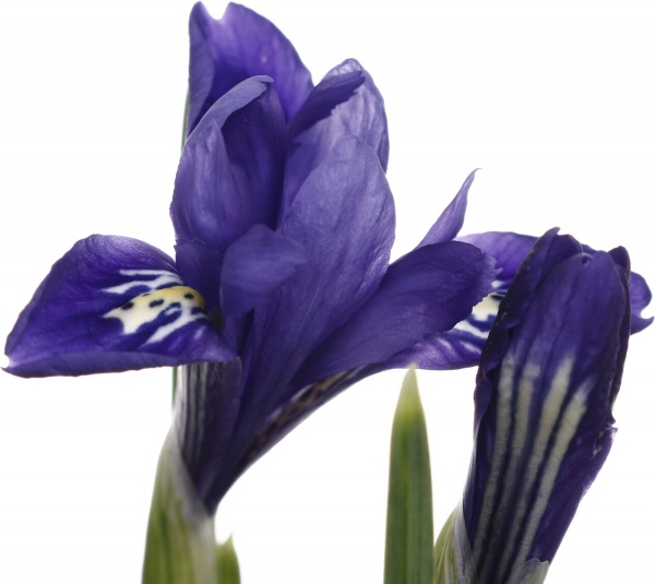 Растение комнатное Ирис d8/h10