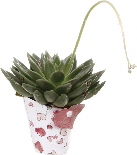 Рослина кімнатна Сукулент мікс 10х12 см