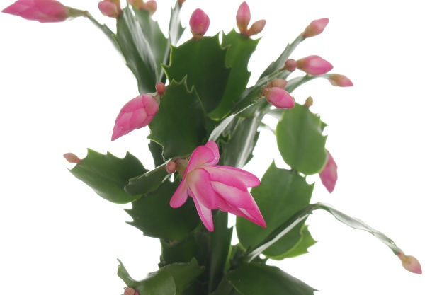 Рослина кімнатна Шлюмбергера мікс 9x20 см