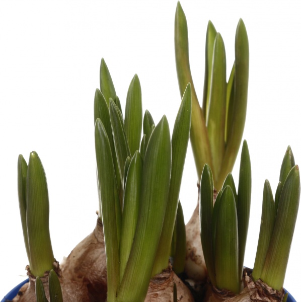 Растение комнатное Мускари d8/h10