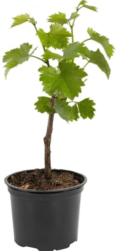 Саженец Виноград Стандарт