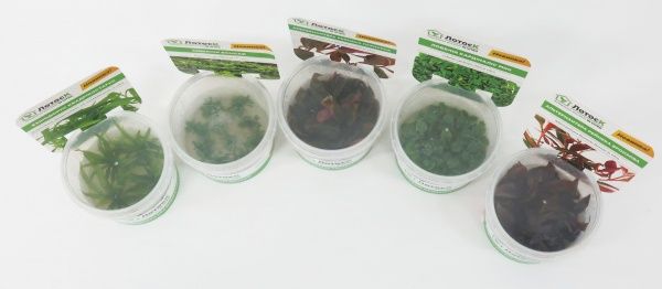 Растение аквариумное Лотос К Ротала ротундифолия (Rotala rotundifolia in vitro)