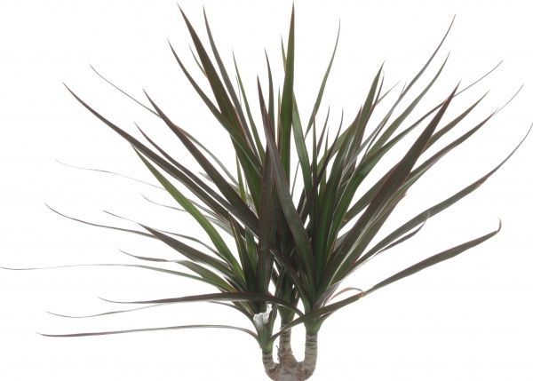 Рослина Драцена мікс д11 в40+