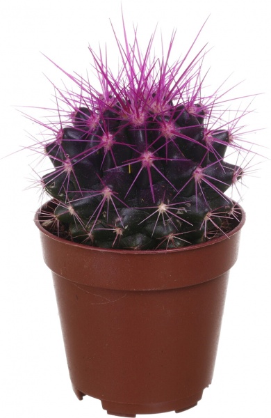 Растение Eхинокактус колор d5,5/h8